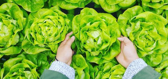 Topraksiz Tarim ile Marul