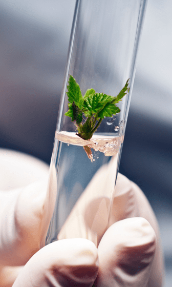 Mikroçoğaltım yöntemi ile bitki çoğaltımı