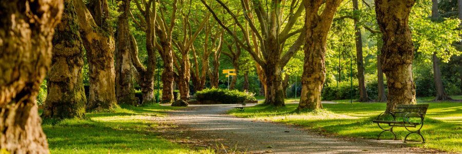 Parklar Şehirler İçin Önemli (Foto: unsplash.com)