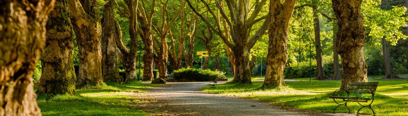Parklar Şehirler İçin Önemli (Foto: unsplash.com)